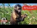 Маленькая домашняя обезьянка Алекса собирает клубничку!