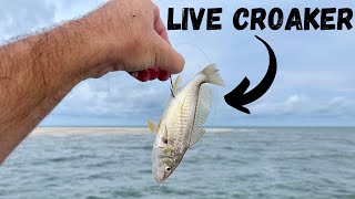 Using LIVE CROAKERS To Catch Hammer Beach Fish!! *Catch, Clean, & Cook* screenshot 3