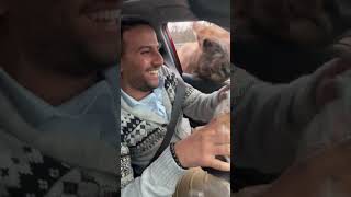 Hungry Female Elks Stick Their Heads Inside Car