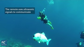 Scientists release robotic fish to monitor marine life up close
