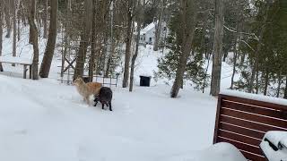 EXTREMELY RARE BLACK COYOTE  AND WHITE WOLF !?