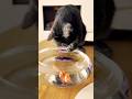 Relaxing Cat Playing With Fish 🐟 #cat #cutecat