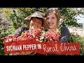 Picking Sichuan Pepper in Rural China!