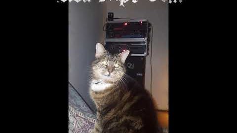 ADA MP1 3TM vs PEAVEY ROCKMASTER vs KARTAKOU COLOSSUS Preamp Shootout