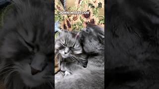 Эрик и Ватсон #catvideos #кот #cat #котик #красиваямузыка #catlover #cute