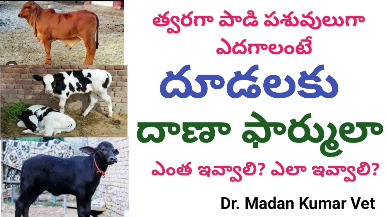 Feed formula for calves | దూడలకు దాణా ఫార్ములా | Dr. Madankumar Vet