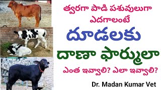 Download Lagu Feed formula for calves | దూడలకు దాణా ఫార్ములా | Dr. Madankumar Vet