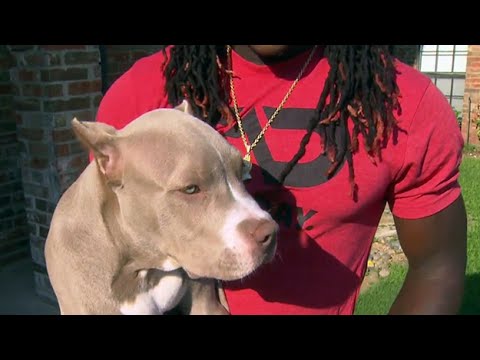 lucky whitehead dog lucky whitehead dog