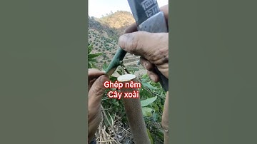 Ghép nêm cây xoài đơn giản ai cũng làm được #trongcay #chiase #kythuatcaytrong #ghepcay #ghepcanh