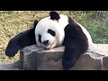  panda funny moments compilation