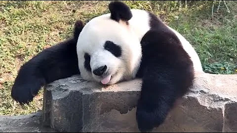 🐼 Panda Funny Moment Videos Compilation - DayDayNews
