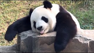 🐼 Panda Funny Moment Videos Compilation Resimi