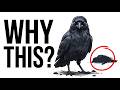 Crows Gather Around Their Dead… But It May Not Be Mourning
