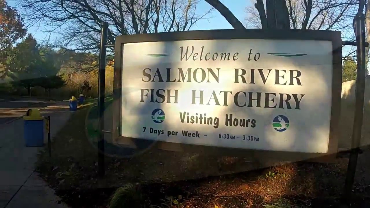 Salmon River Fish Hatchery N.Y. YouTube