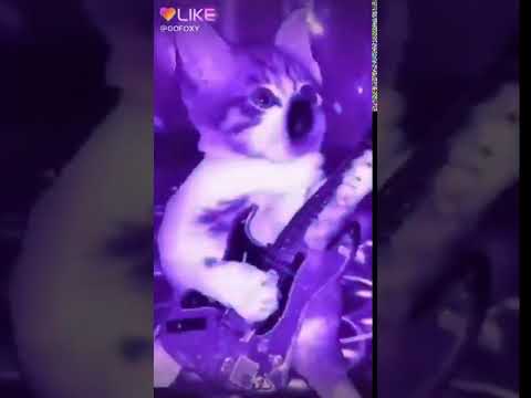 Прикол с котом