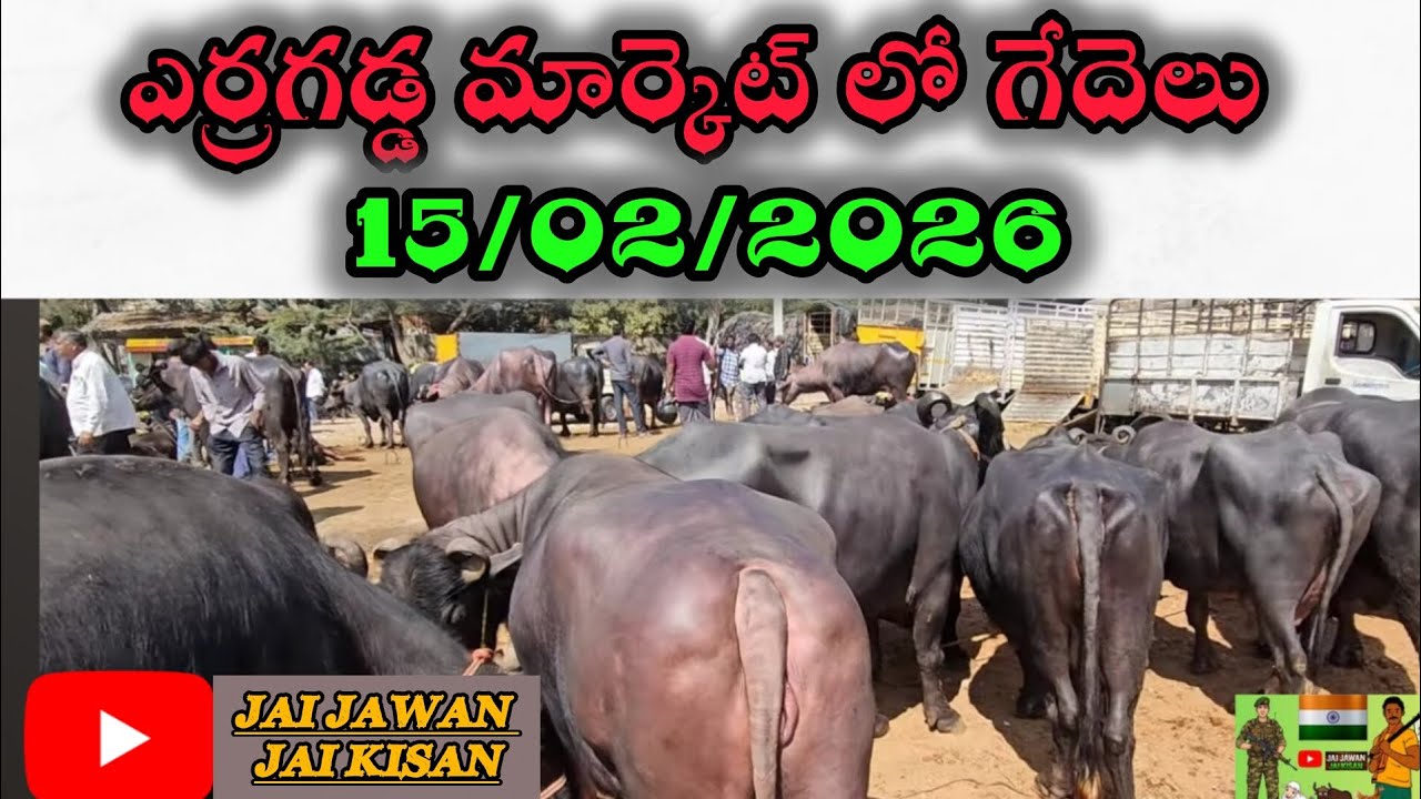 ఎర్రగడ్డ గేదెల మార్కెట్  ఈ రోజు గేదెల ధరలు || Erragadda sunday market  || Erragadda Buffalo Market