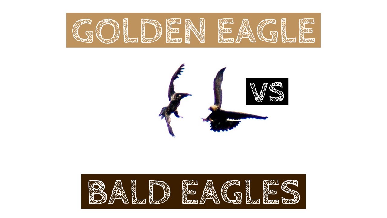 Golden Eagle vs Bald Eagles in New York YouTube