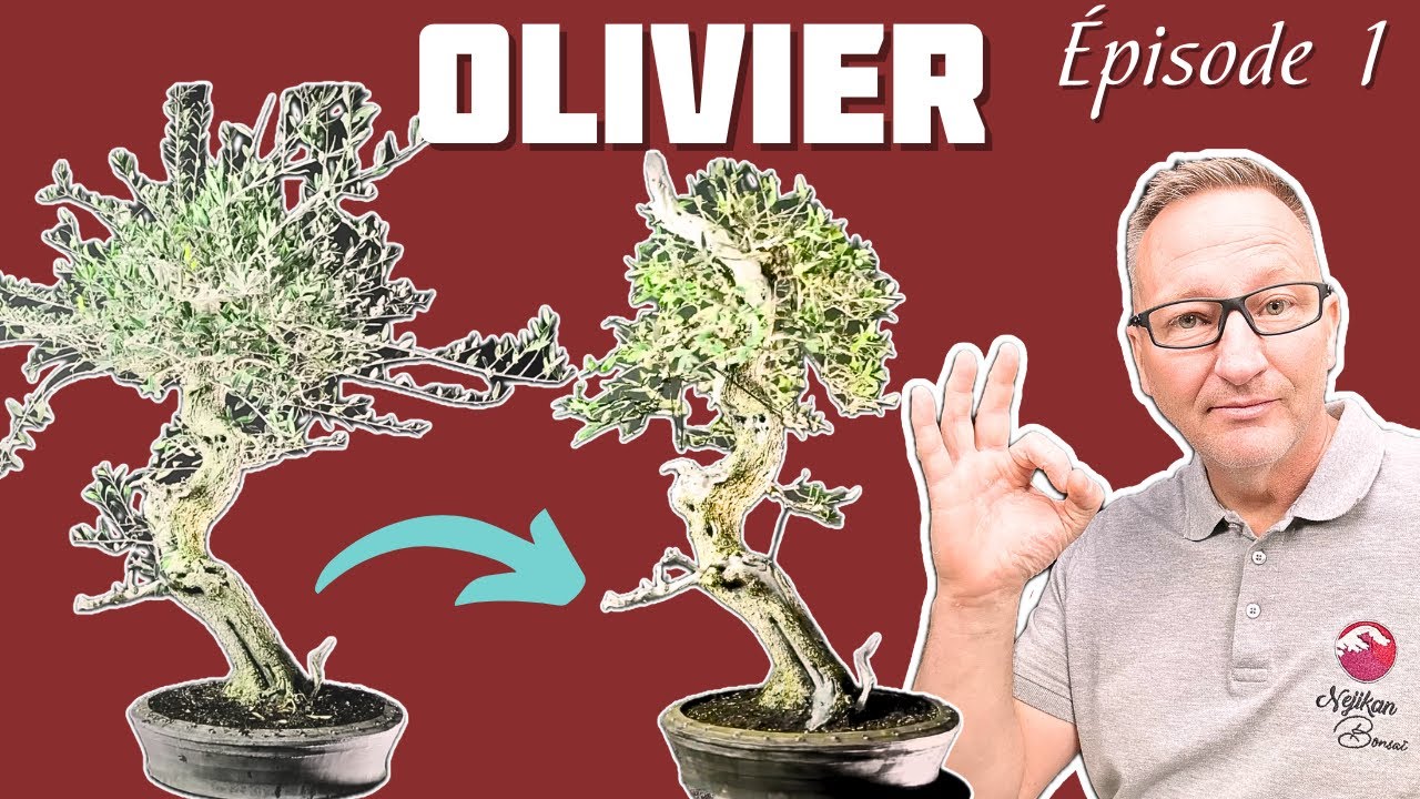 Comment Mettre en Forme un Oliver ? 🌱 NEJIKAN BONSAI 🌱 - YouTube