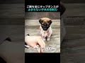ご飯を前にタップダンスが止まらない子犬の忍耐力が凄すぎる
