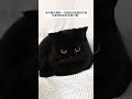 Adorable Kitten Playful Moments: The Cutest Black Cat's Daily Adventures