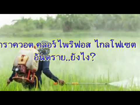 พาราควอต คลอร์ไพริฟอส ไกลโฟเชต อันตราย..ยังไง?