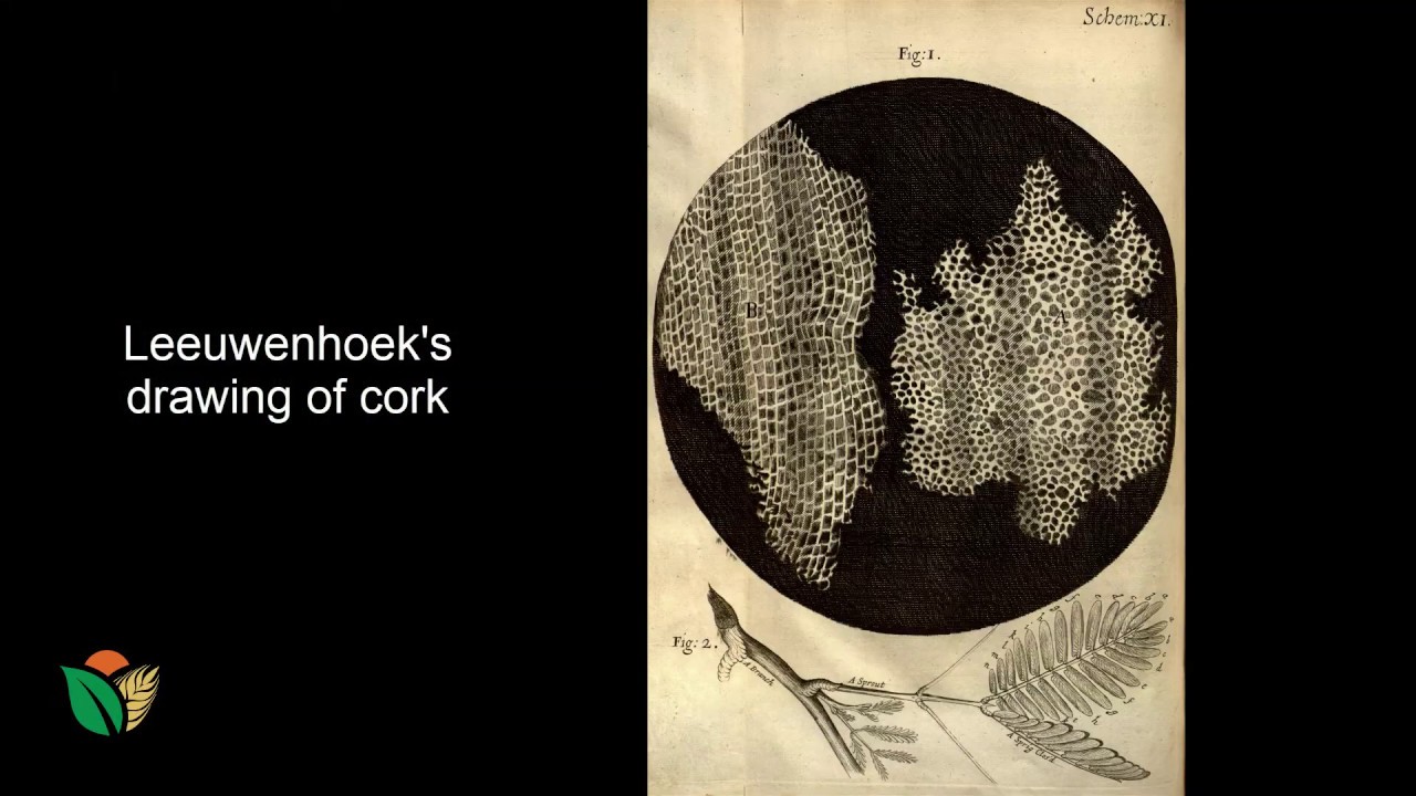 ⁣Cell theory | Microscopes and cell theory | meriSTEM