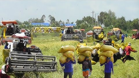 bốn máy cắt binh tóc độ cắt lúa ô em quá nhanh giá lúa bán được 6200₫K tập52 #maibangtv