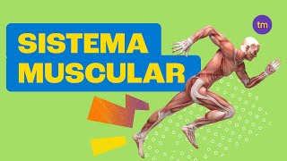 Sistema Muscular | Resumo Toda Matéria