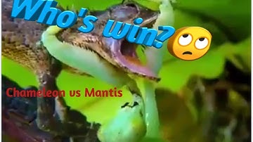 Mantis vs Chameleon || Mantis Fight || Chambeleon Fight