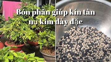 Tiếp tục bón phân trong tháng 6 để tạo cơi đọt nụ kim dày đặc // 7-6 âl