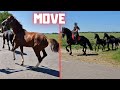 Moving Rising Star⭐ and friends | Riding and much more! | Friesian Horses