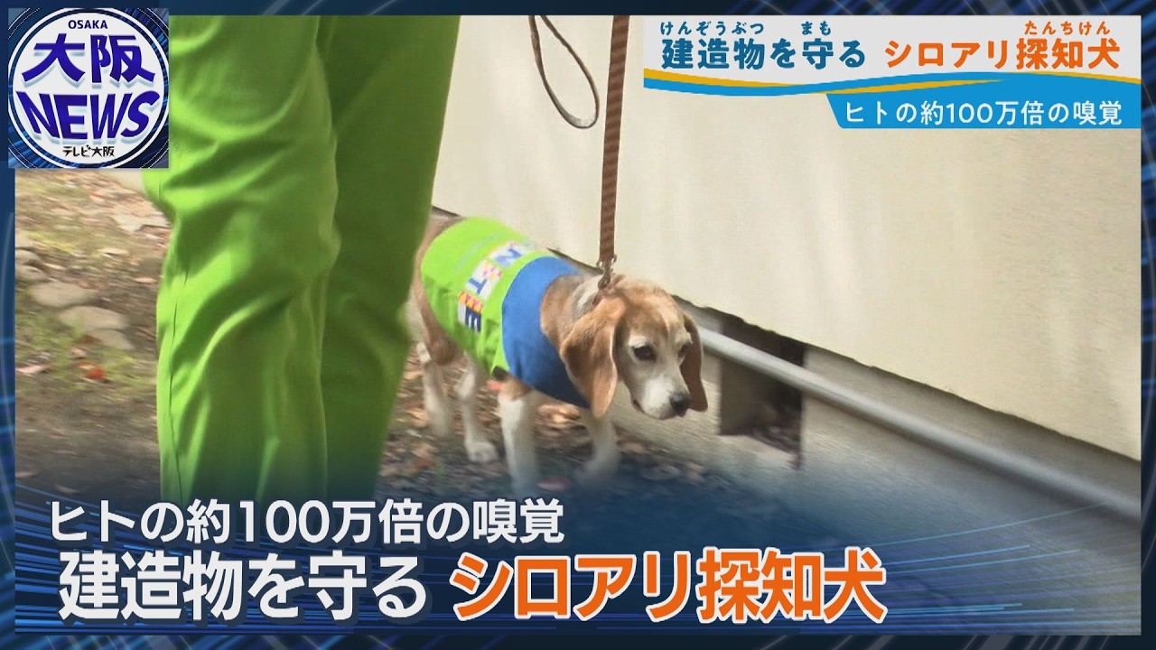 Beagle detection dog] Termite damage discovered at Kuwata Shrine