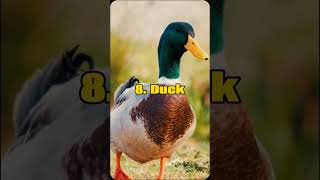 Top 10 Birds That Cant Fly  Birds Arent Flying