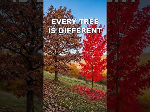Why Do Leaves Change Color? 🍂 Fall Science for Kids | Chlorophyll, Autumn Colors & Leaf Experiments