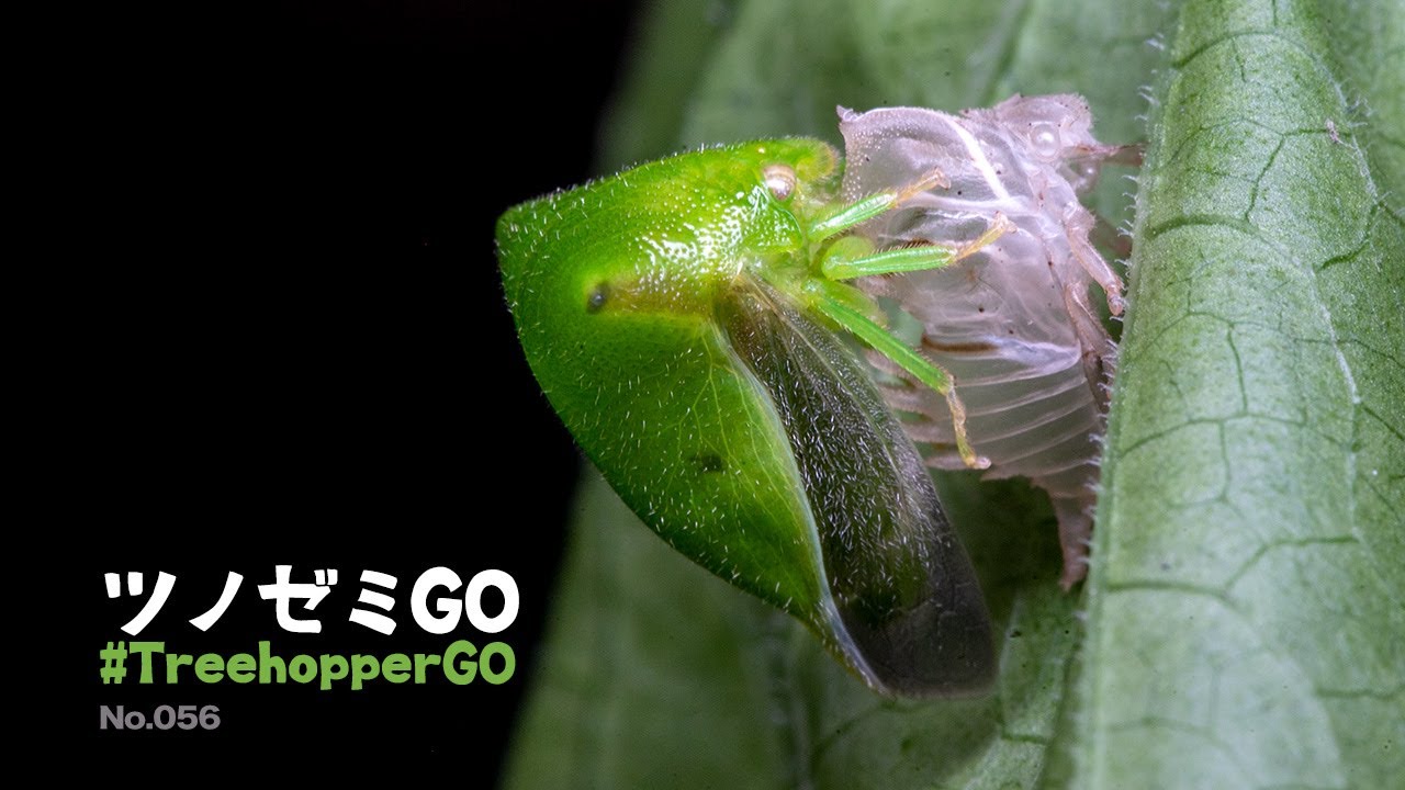 最終値下げ　ウツセミツノゼミ　標本 自在置物標本箱 ツクツクボウシ＜オス＞