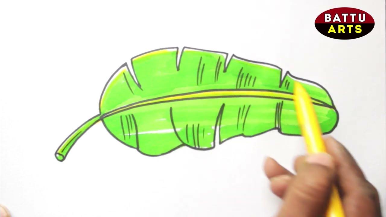 Drawing Banana Leaf Step by Step l How to Draw Banana Leaf YouTube