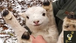 Cute Baby Goats Compilation I PP by Crazy Gorilla 20,328 views 8 years ago 4 minutes, 40 seconds