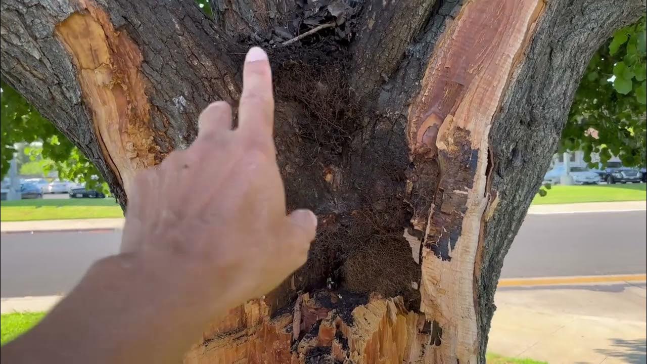 What makes Bradford pear trees susceptible to splitting YouTube