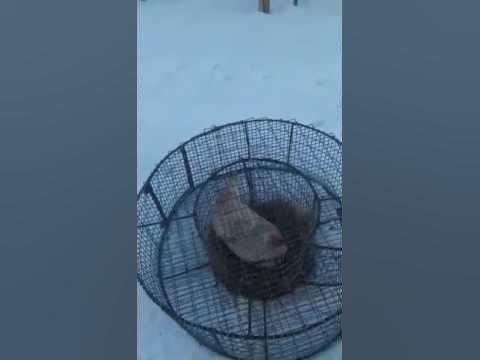 Живоловушка на лису своими руками размеры чертежи