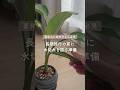 🍀長期旅行の前に　水切れを防ぐ準備🍀【☘Life with Houseplant】2608-4#shorts