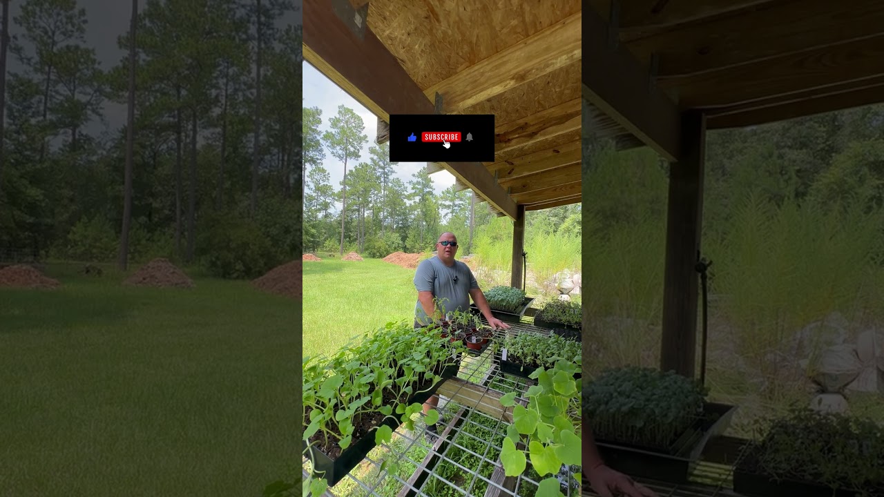 Aftermath Of Tropical Storm Debby On Our Farm! 
