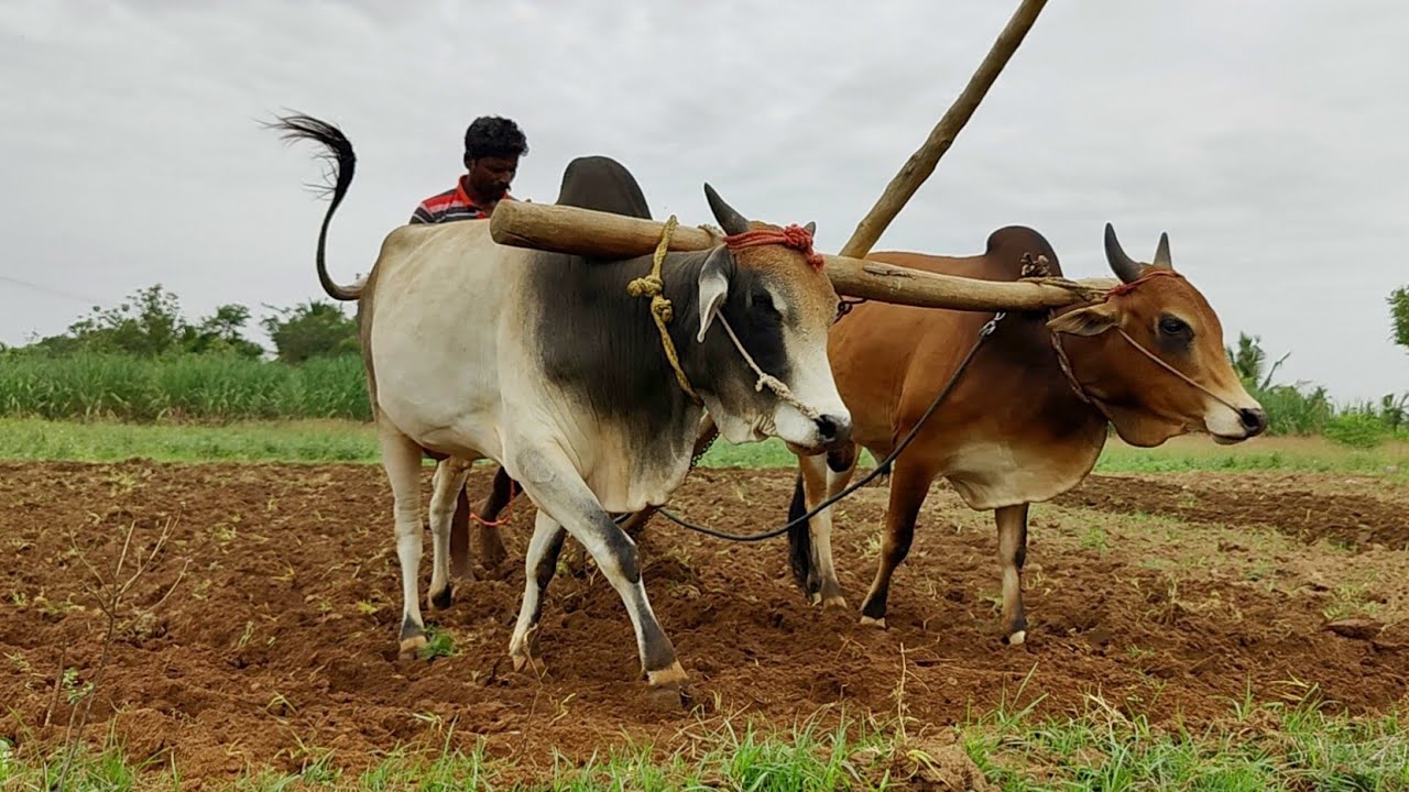 Indian Country Bullock in ploughing with farm land