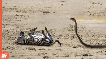 When a Zebra Got Bitten by Black Mamba..It Died in Seconds