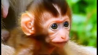 Baby Monkeys Being Cute for Two Hours