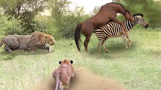 Poor Wild Horse Leopard vs Lion Hunting Wild Horses In Their Territory- What Happens Next