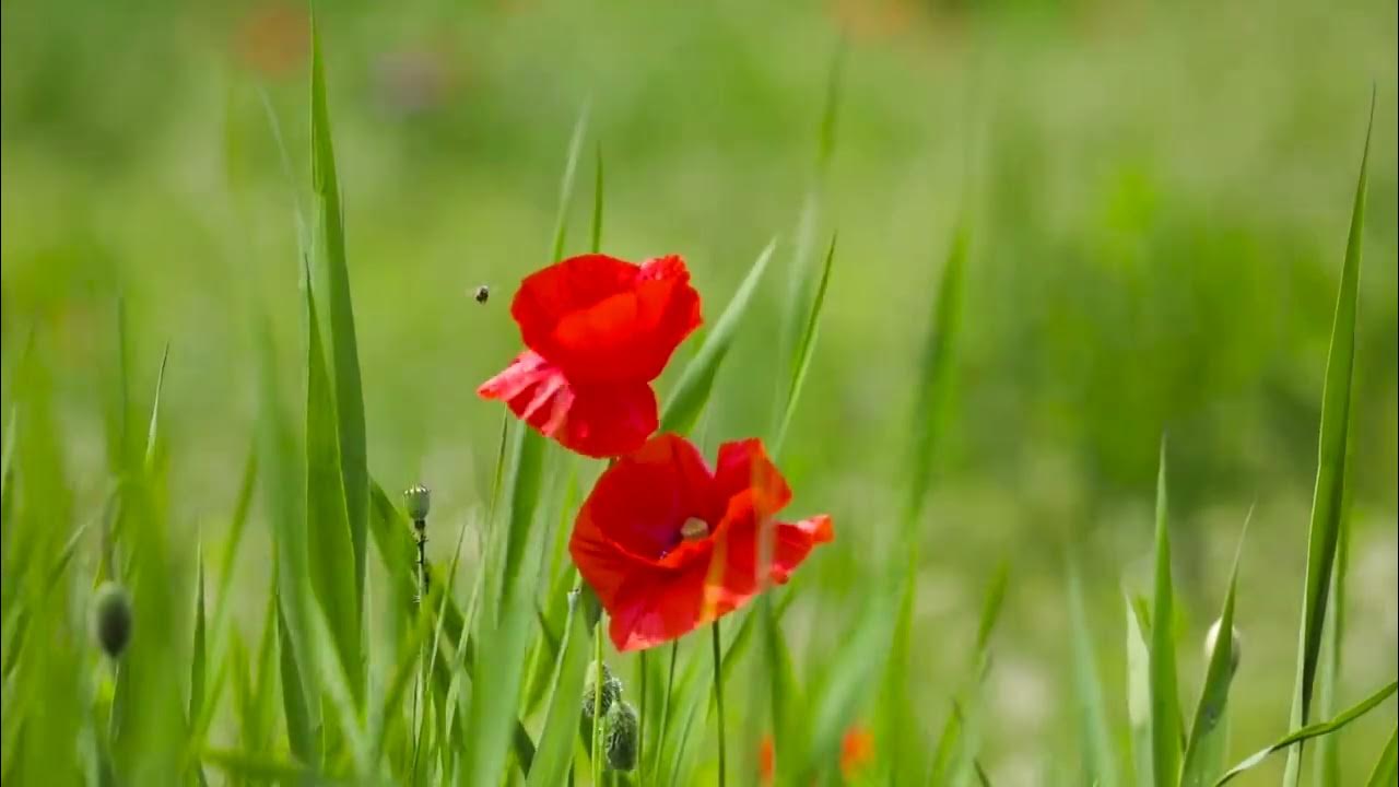 Flowers grow back, even after they are stepped on. So will I. YouTube