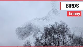 Amazing video shows huge flock of birds taking the shape of a rabbit | SWNS TV