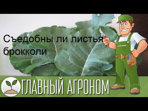 Видео: Съедобны ли цветы брокколи?