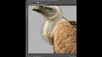 Fur Selection | Photoshop Tutorial #shorts #tutorial #photoshop #art
