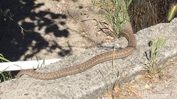 Brian Gundy Finds Pacific Gopher Snake In The Santa Cruz Mountains
